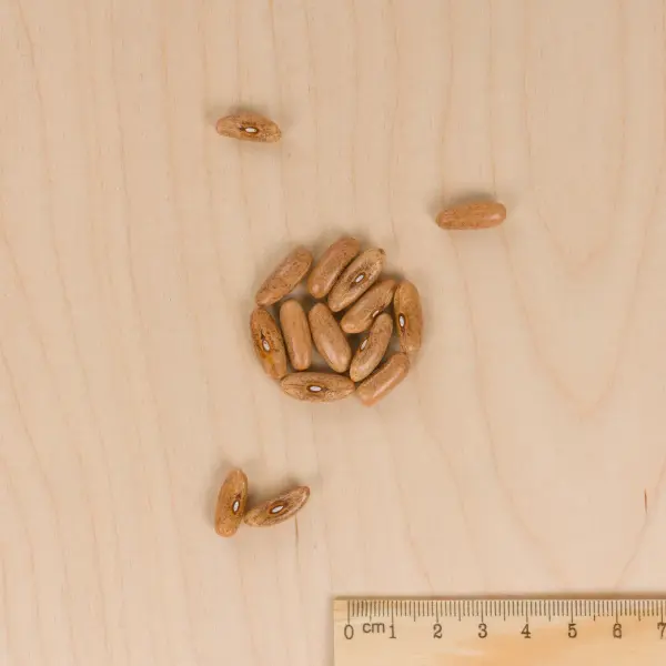 Légumes Secs - Haricot Grimpant Violet Mélissa - 5 m - MEDIA_3D